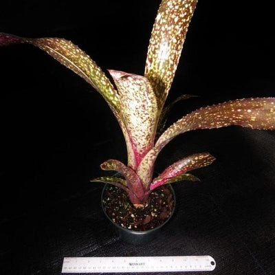 Billbergia 'Appaloosa' | Bromeliad Paradise