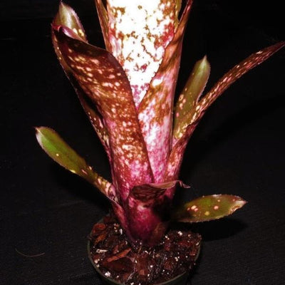 Billbergia 'Beadleman' | Bromeliad Paradise