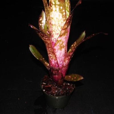 Billbergia 'Beadleman' | Bromeliad Paradise