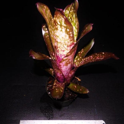 Billbergia 'Beadleman' | Bromeliad Paradise