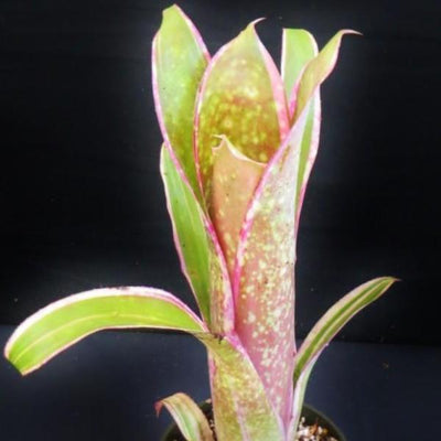 Billbergia 'Bellisima' | Bromeliad Paradise