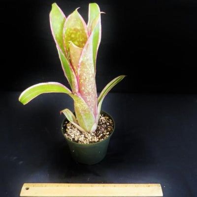 Billbergia 'Bellisima' | Bromeliad Paradise