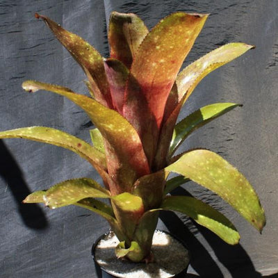 Billbergia 'Borracho' | Bromeliad Paradise