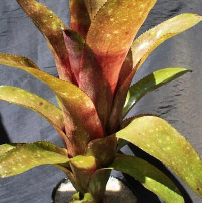 Billbergia 'Borracho' | Bromeliad Paradise