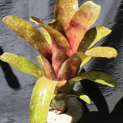Billbergia 'Borracho' | Bromeliad Paradise