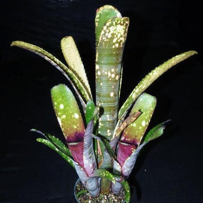 Billbergia 'Calcite' | Bromeliad Paradise