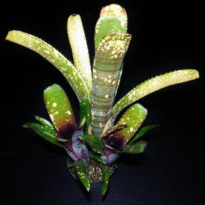 Billbergia 'Calcite' | Bromeliad Paradise