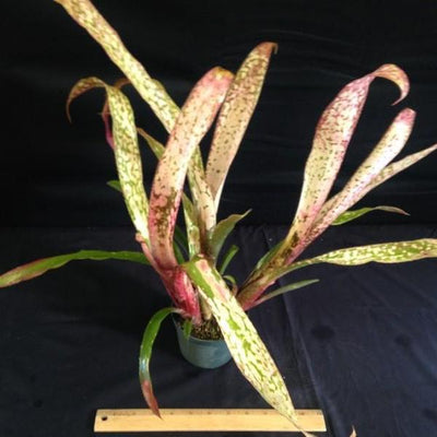 Billbergia 'Caramba' | Bromeliad Paradise