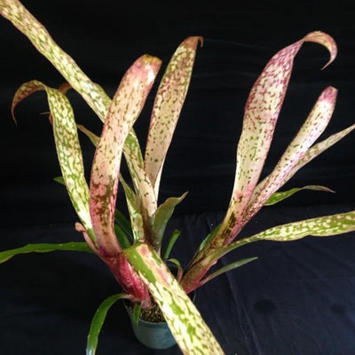 Billbergia 'Caramba' | Bromeliad Paradise
