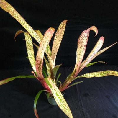 Billbergia 'Caramba' | Bromeliad Paradise