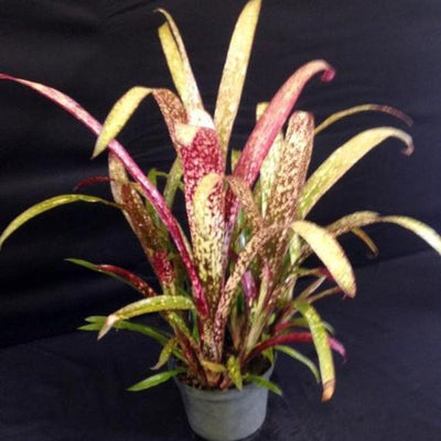 Billbergia 'Casa Blanca' | Bromeliad Paradise
