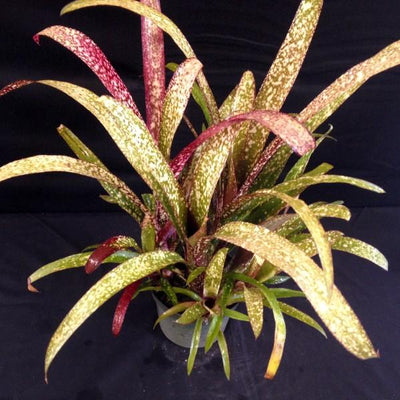 Billbergia 'Casa Blanca' | Bromeliad Paradise