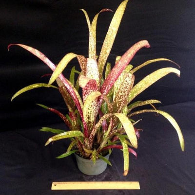 Billbergia 'Casa Blanca' | Bromeliad Paradise