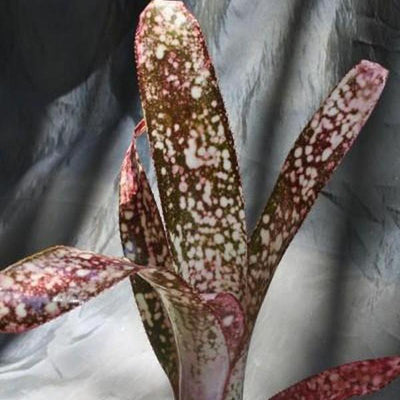 Billbergia 'Catalyst' | Bromeliad Paradise