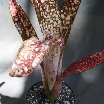 Billbergia 'Catalyst' | Bromeliad Paradise