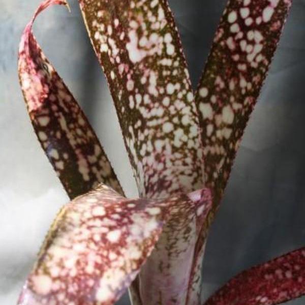 Billbergia 'Catalyst' | Bromeliad Paradise
