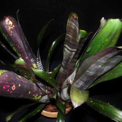 Billbergia 'Darth Vader' | Bromeliad Paradise