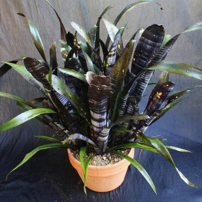 Billbergia 'Darth Vader' | Bromeliad Paradise