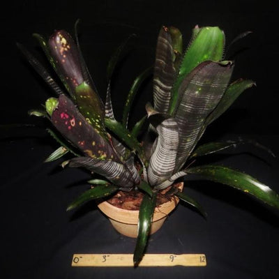 Billbergia 'Darth Vader' | Bromeliad Paradise