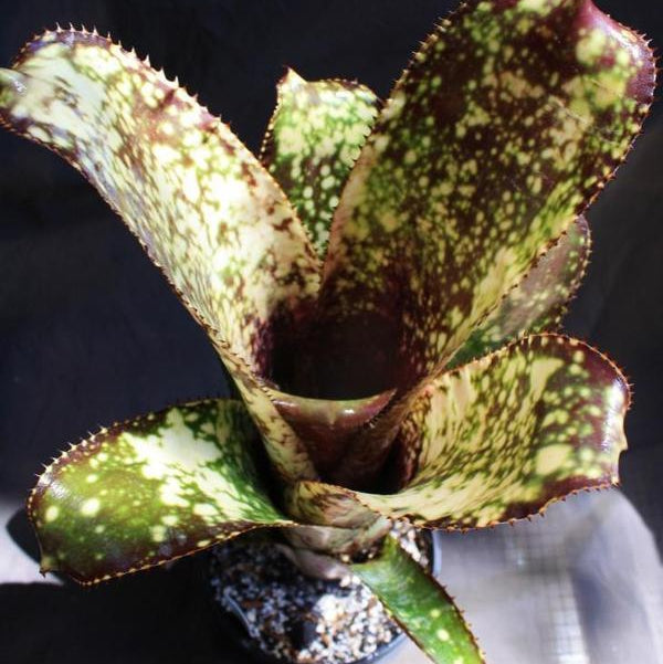 Billbergia 'El Capitan' | Bromeliad Paradise