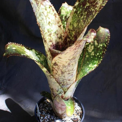 Billbergia 'El Capitan' | Bromeliad Paradise