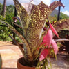 Billbergia 'El Capitan' | Bromeliad Paradise