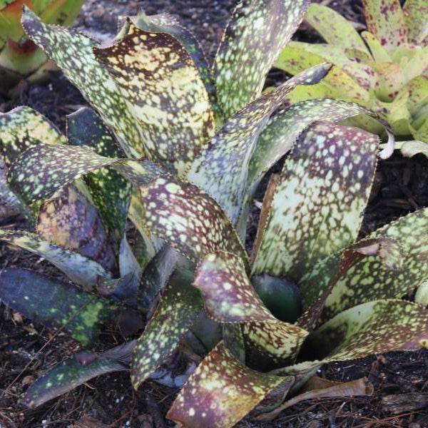 Billbergia 'El Capitan' | Bromeliad Paradise