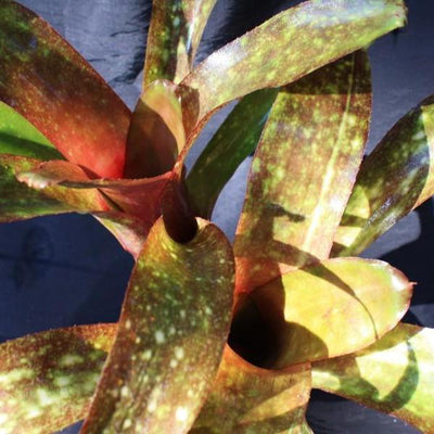 Billbergia 'El Jefe' | Bromeliad Paradise