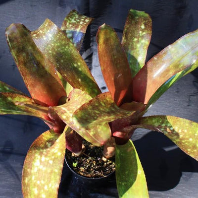 Billbergia 'El Jefe' | Bromeliad Paradise