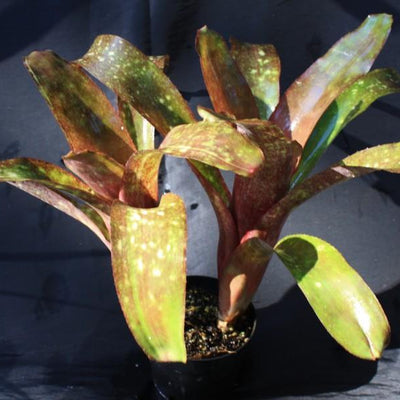Billbergia 'El Jefe' | Bromeliad Paradise