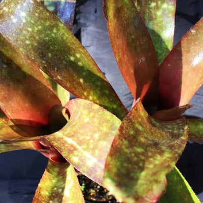 Billbergia 'El Jefe' | Bromeliad Paradise