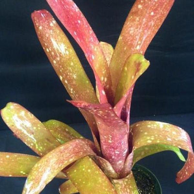 Billbergia 'Esta Bien' | Bromeliad Paradise