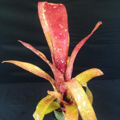 Billbergia 'Esta Bien' | Bromeliad Paradise