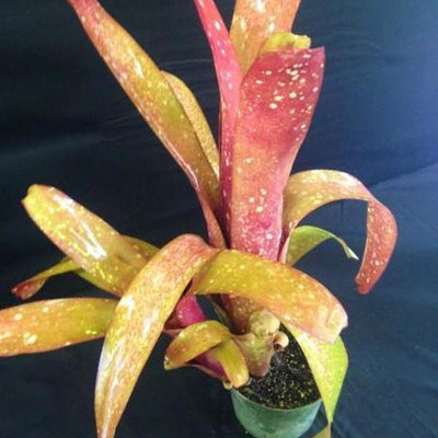 Billbergia 'Esta Bien' | Bromeliad Paradise