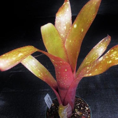 Billbergia 'Fandango' | Bromeliad Paradise
