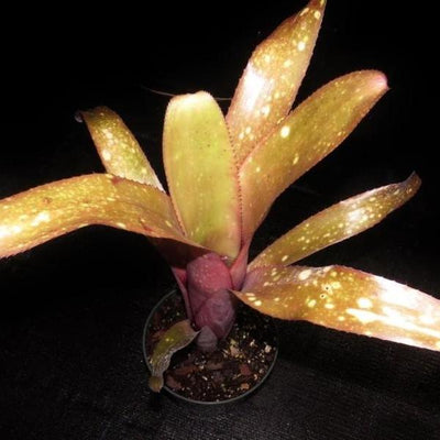 Billbergia 'Fandango' | Bromeliad Paradise