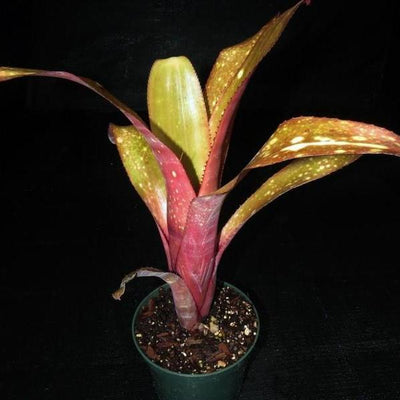 Billbergia 'Fandango' | Bromeliad Paradise