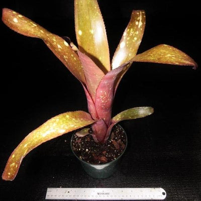 Billbergia 'Fandango' | Bromeliad Paradise