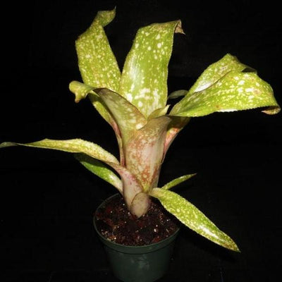 Billbergia 'Fiesta' | Bromeliad Paradise