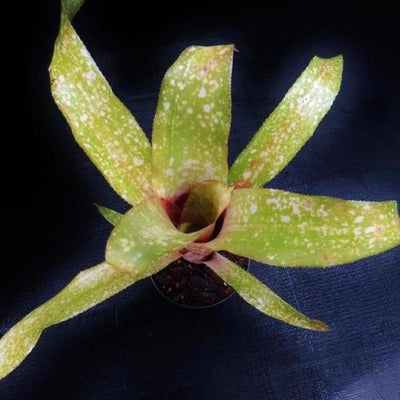 Billbergia 'Fiesta' | Bromeliad Paradise