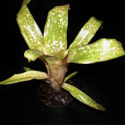 Billbergia 'Fiesta' | Bromeliad Paradise