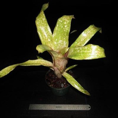 Billbergia 'Fiesta' | Bromeliad Paradise