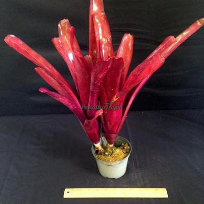 Billbergia 'Flamenco' | Bromeliad Paradise