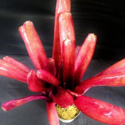 Billbergia 'Flamenco' | Bromeliad Paradise