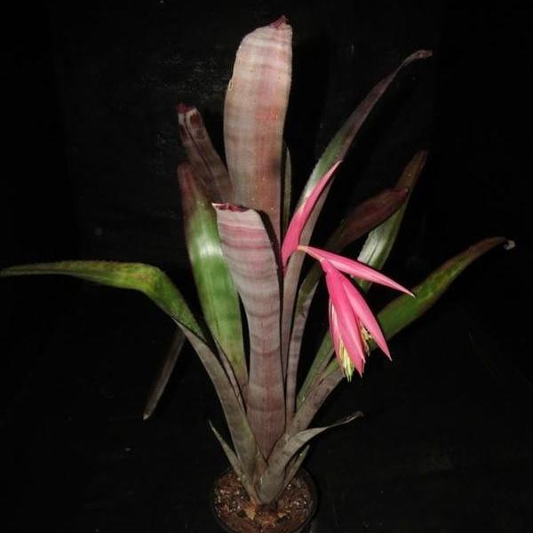 Billbergia 'Formidable' | Bromeliad Paradise
