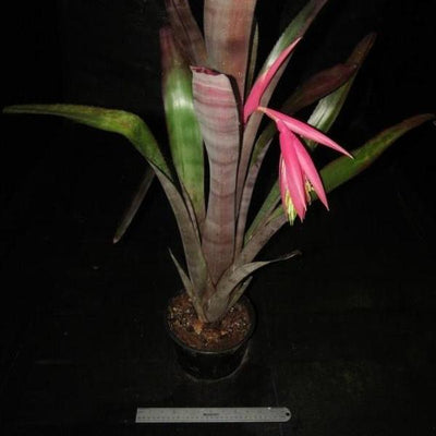 Billbergia 'Formidable' | Bromeliad Paradise