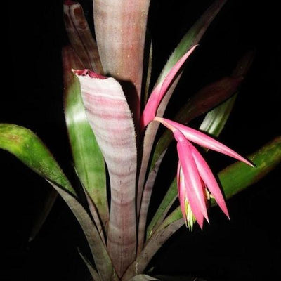 Billbergia 'Formidable' | Bromeliad Paradise