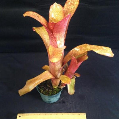 Billbergia 'Glory Be' | Bromeliad Paradise