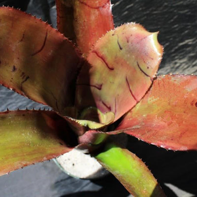 Billbergia 'Grande' | Bromeliad Paradise