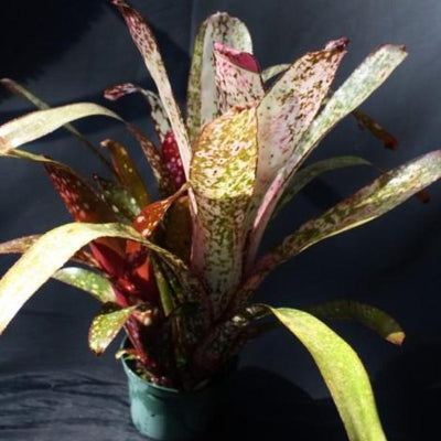 Billbergia 'Groovy' | Bromeliad Paradise